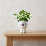 PurrPot™ | De leukste plek voor je tuinkruiden